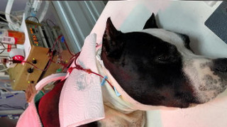 поможет ли гемодиализ моей кошке или собаке