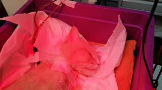 Вопросы ответы о гемодиализе для кошек и собак цены в Москве