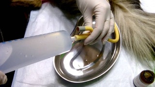 кишечный диализ очистительная клизма собаке и кошке