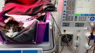 Гемодиализ для кошек в Москве диализ почек коту