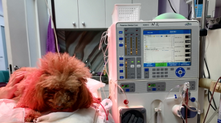 Консультации про гемодиализ для кошек и собак цены в Москве