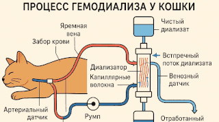 Схема процедуры гемодиализа у кошки: соединение кошки с диализным аппаратом, катетер в яремной вене, фильтрование крови
